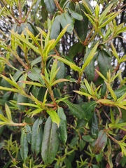 Rhododendron championiae