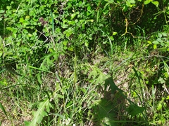 Cirsium vulgare