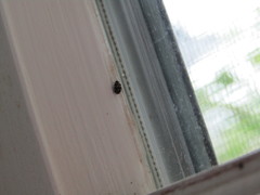 Anthrenus scrophulariae