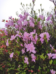 Rhododendron mariesii
