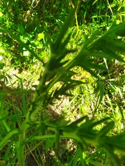 Cirsium vulgare