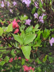 Rhododendron mariesii
