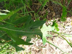 Cirsium vulgare