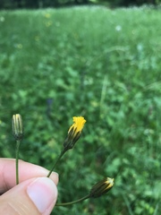 Crepis mollis
