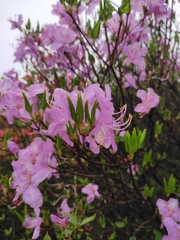 Rhododendron mariesii