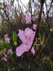 Rhododendron mariesii