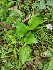Hosta plantaginea