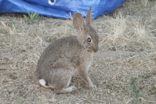 iNaturalist observation photo of Cottontail Rabbits