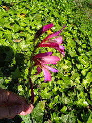 Gladiolus illyricus