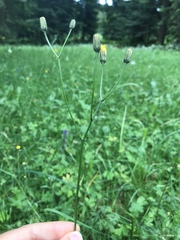 Crepis mollis