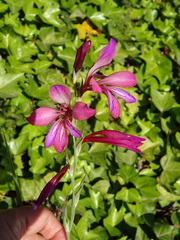 Gladiolus illyricus