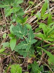 Peucedanum praeruptorum