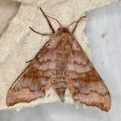 Cypoides chinensis