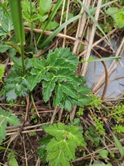 Peucedanum praeruptorum