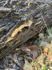 Stereum hirsutum hirsutum