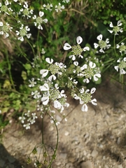 Tordylium apulum