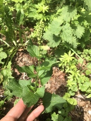 Blitum bonus-henricus