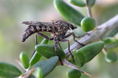 Hypenetes