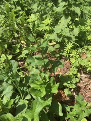 Blitum bonus-henricus