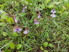 Mazus stachydifolius