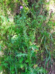 Carduus pycnocephalus