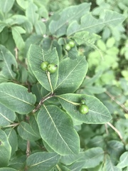 Lonicera nigra