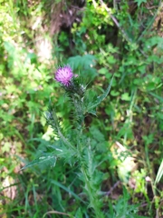 Carduus pycnocephalus