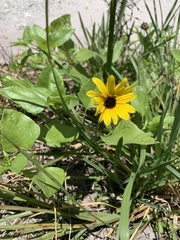 Helianthus debilis image