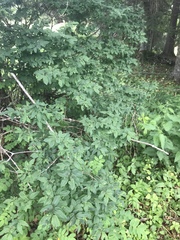 Lonicera nigra