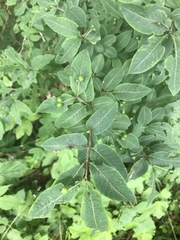 Lonicera nigra