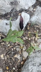 Arum elongatum
