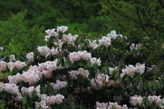Rhododendron fortunei