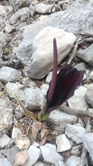 Arum elongatum