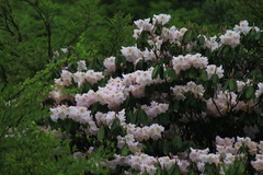 Rhododendron fortunei
