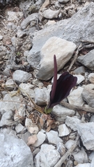 Arum elongatum
