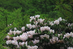 Rhododendron fortunei