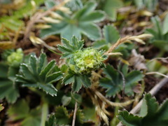 Alchemilla glaucescens