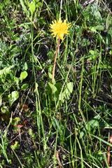 Taraxacum officinale