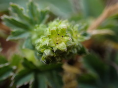 Alchemilla glaucescens