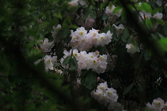 Rhododendron fortunei