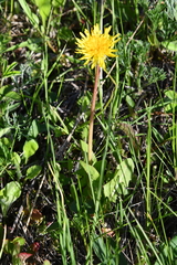 Taraxacum officinale
