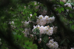 Rhododendron fortunei