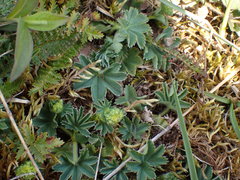 Alchemilla glaucescens