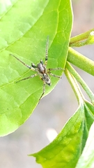 Anyphaena accentuata