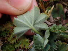 Alchemilla glaucescens