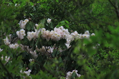 Rhododendron fortunei