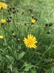 Crepis mollis