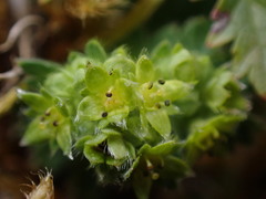 Alchemilla glaucescens