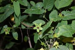 Gonolobus uniflorus