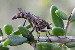 Hypenetes
